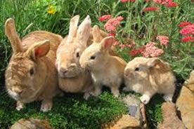 rabbit-feed